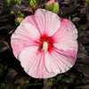 'Starry Starry Night' Hibiscus