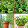 Start Fresh Organic Herb 4 Pack Plant