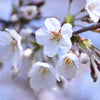 Juliet Cherry Tree