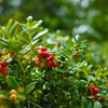 Stevens Cranberry Bush