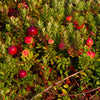 Stevens Cranberry Bush
