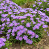 Totally Stoked™ 'Riptide' Stoke's Aster Plant