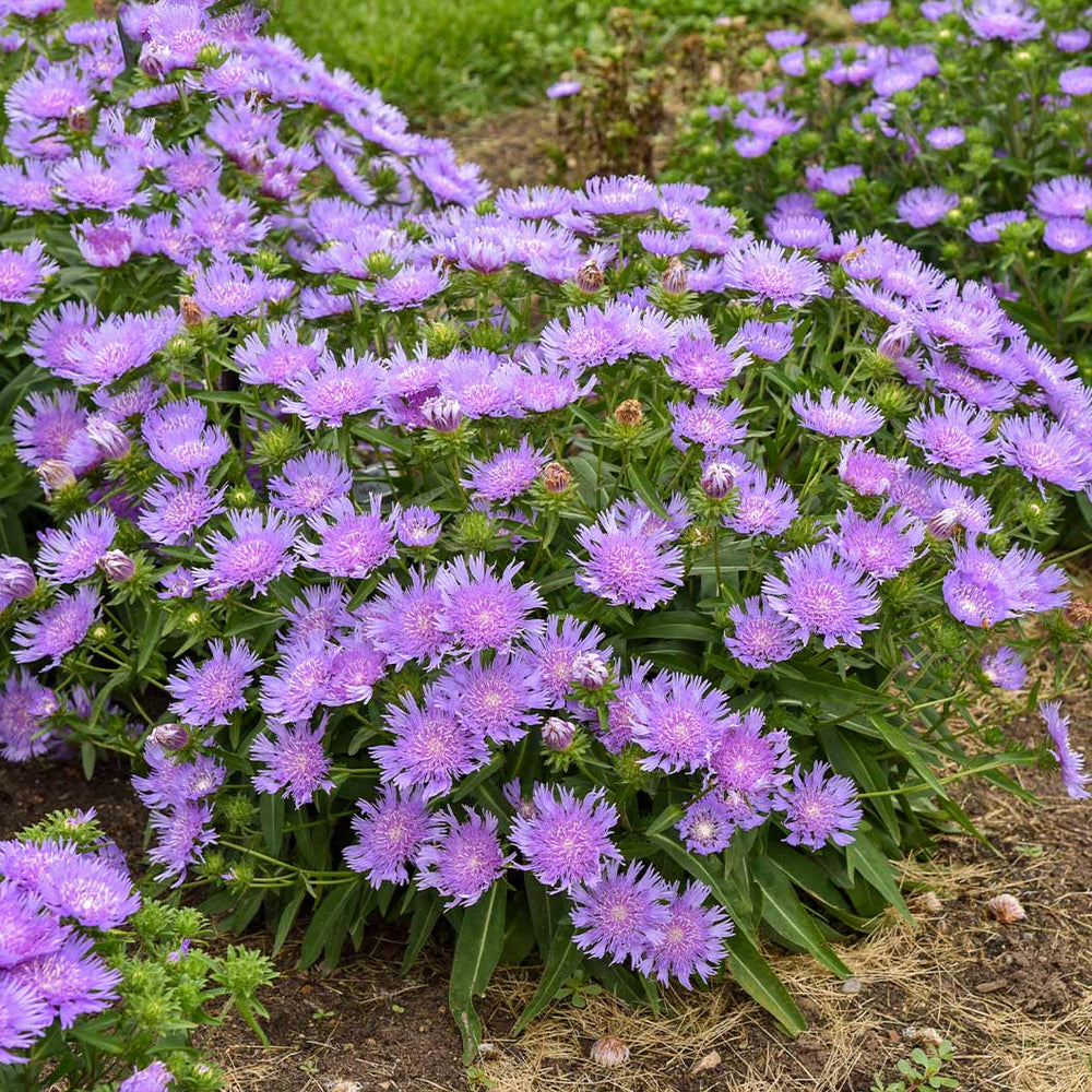 Totally Stoked™ 'Riptide' Stoke's Aster Plant