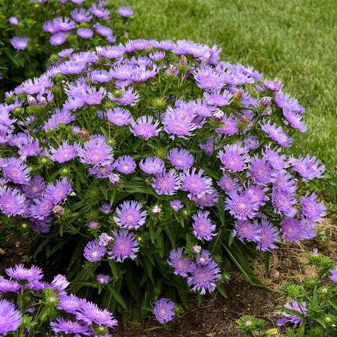 Totally Stoked™ 'Riptide' Stoke's Aster Plant