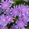 Totally Stoked™ 'Riptide' Stoke's Aster Plant