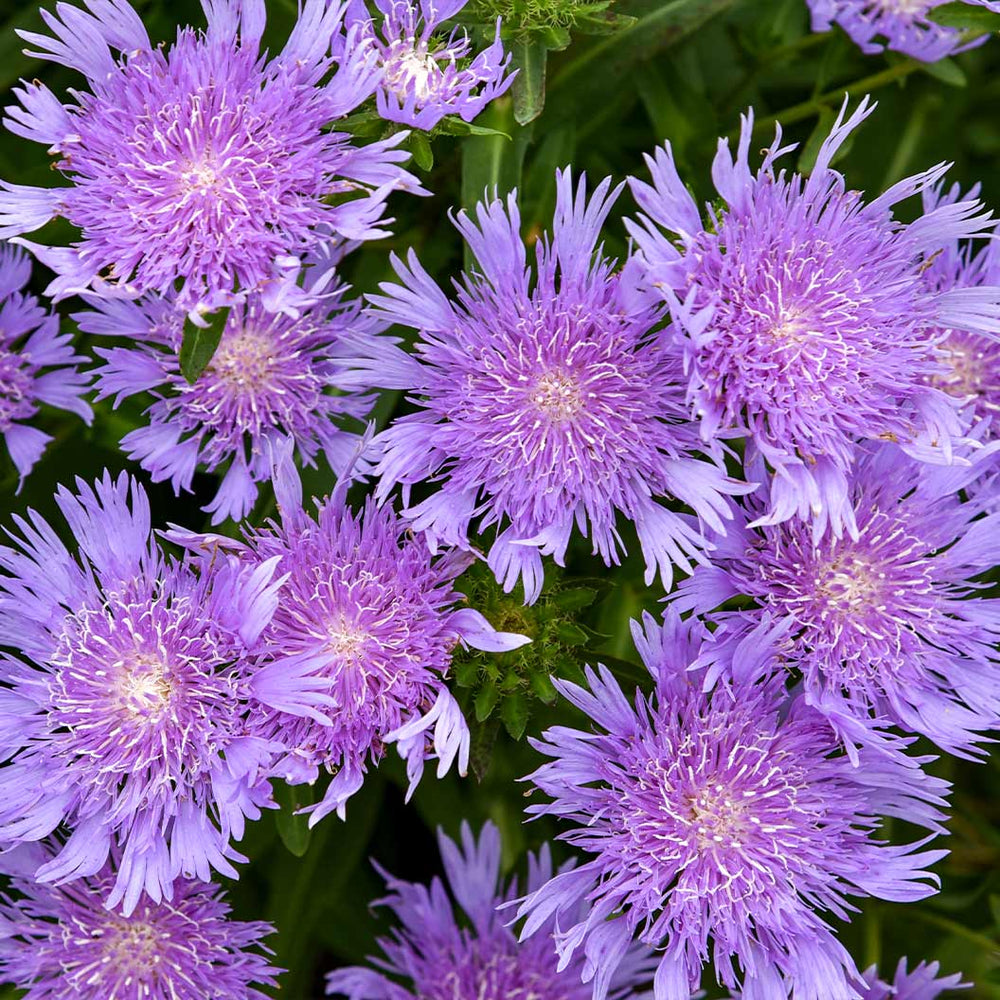 Totally Stoked™ 'Riptide' Stoke's Aster Plant