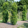 Bloomables® Straight Up! Liquidambar Tree