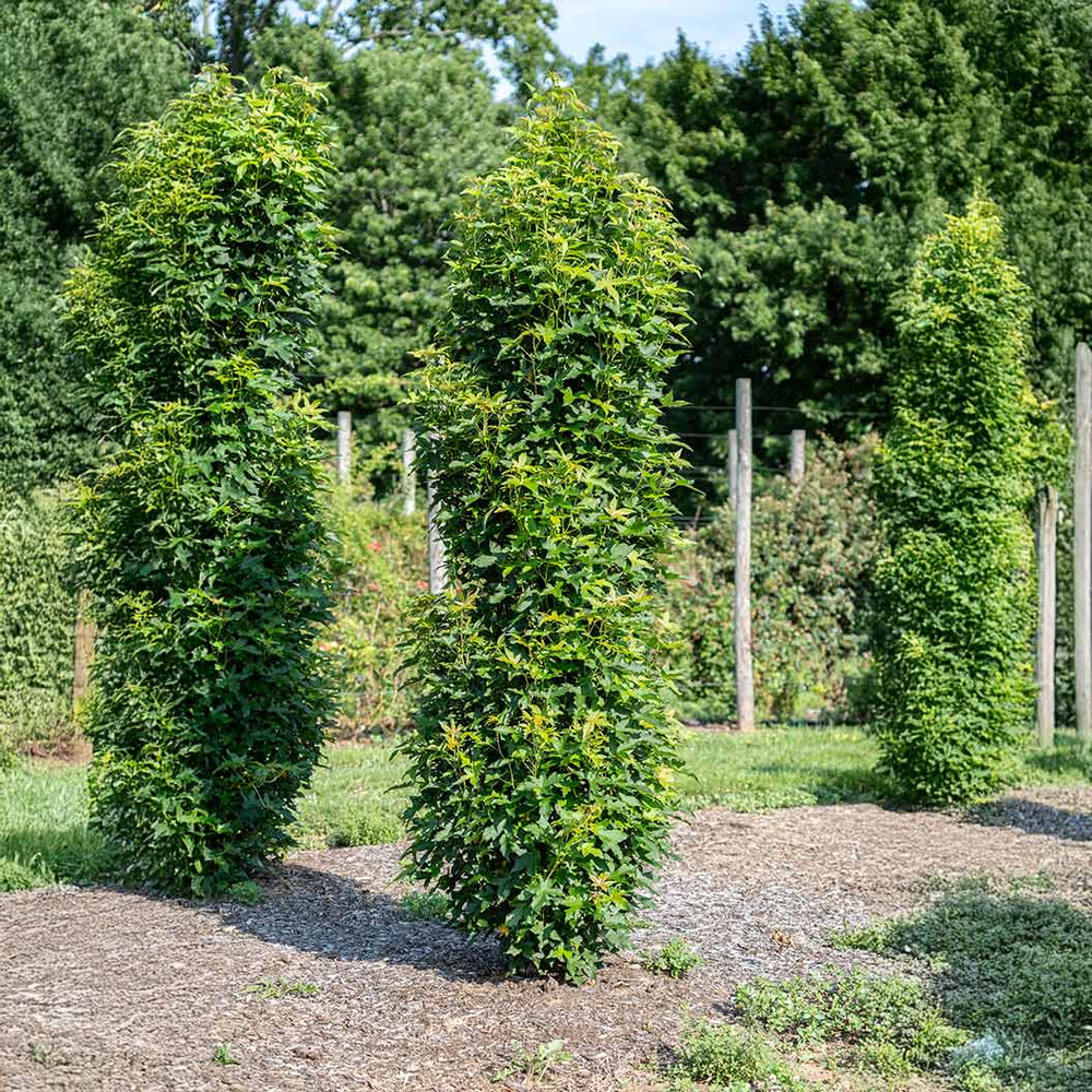 Bloomables® Straight Up! Liquidambar Tree