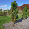 Bloomables® Straight Up! Liquidambar Tree