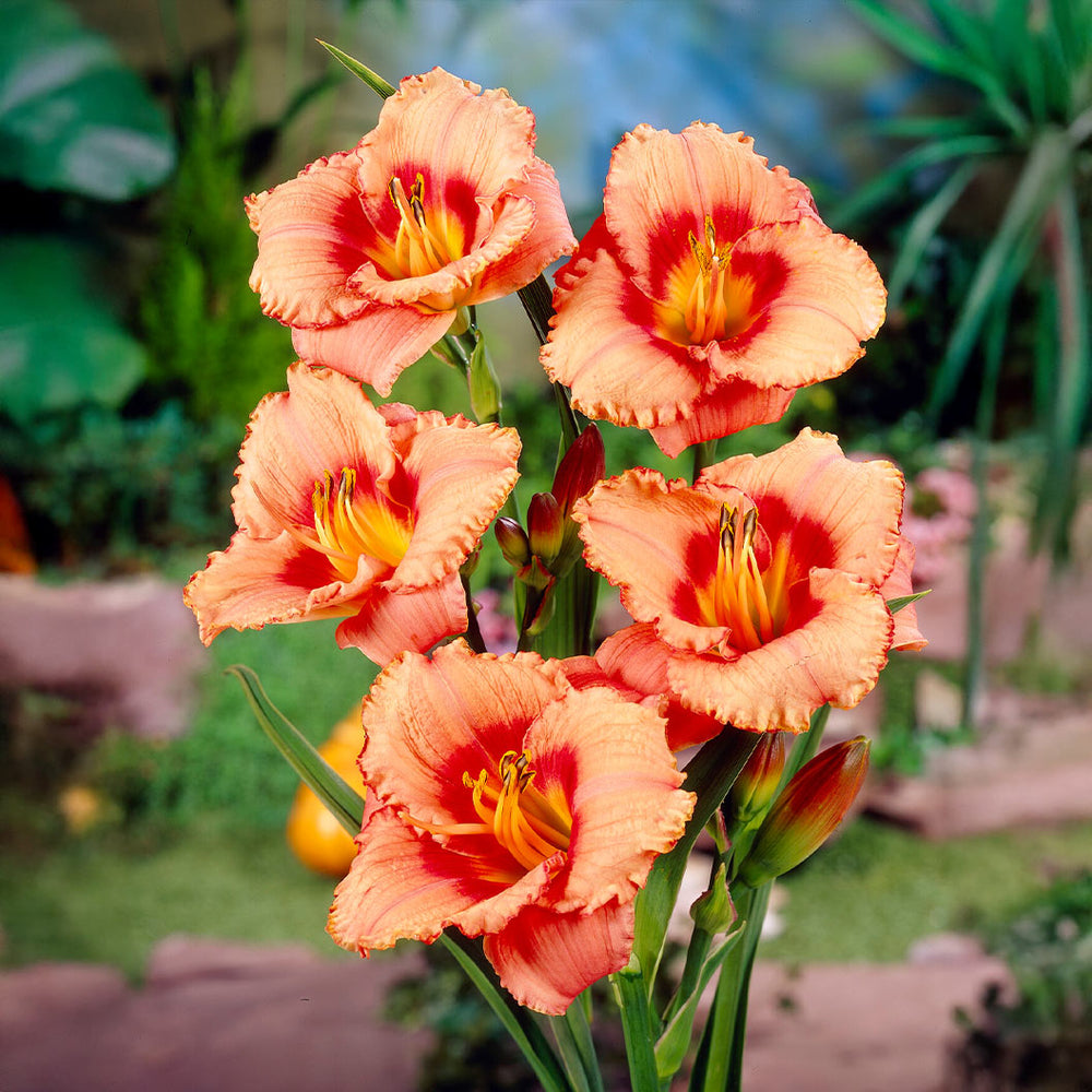 Strawberry Candy Daylily Plant