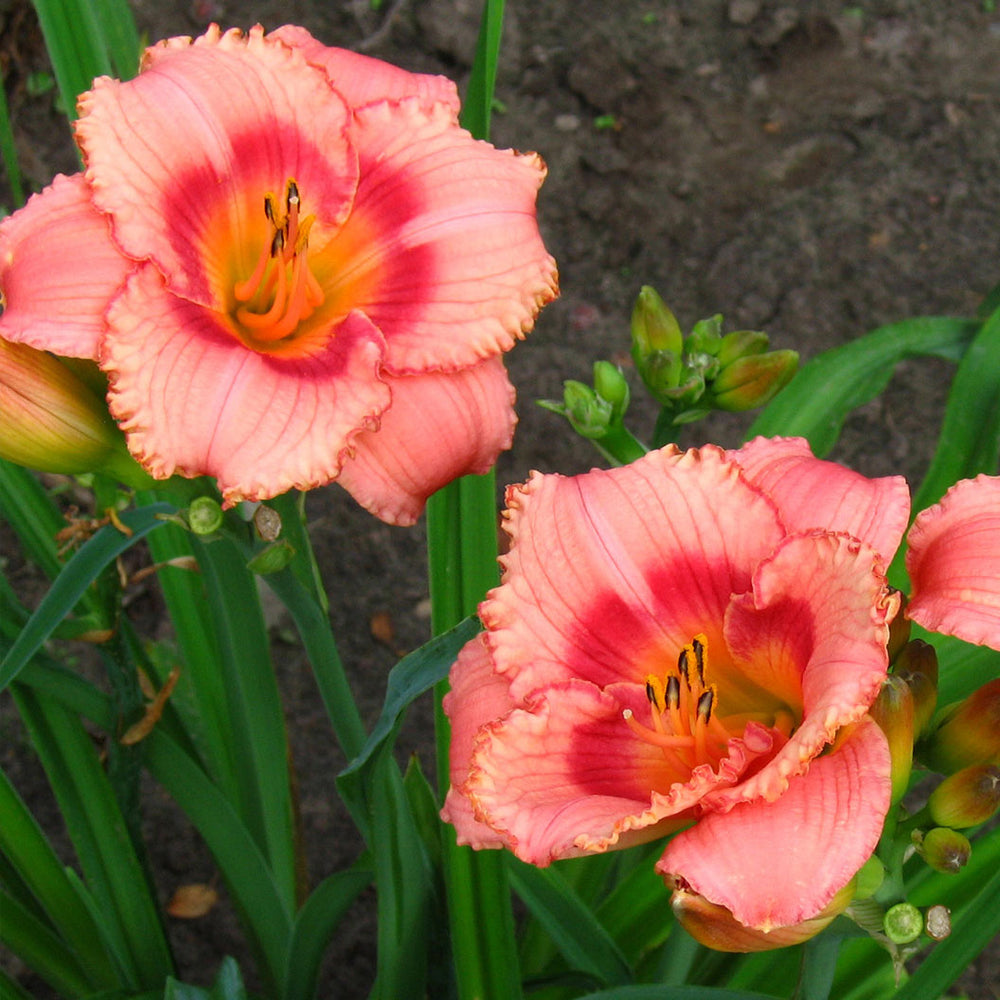 Strawberry Candy Daylily Plant