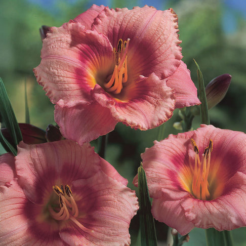 Strawberry Candy Daylily Plant