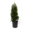 Sugar and Spice™ Thuja