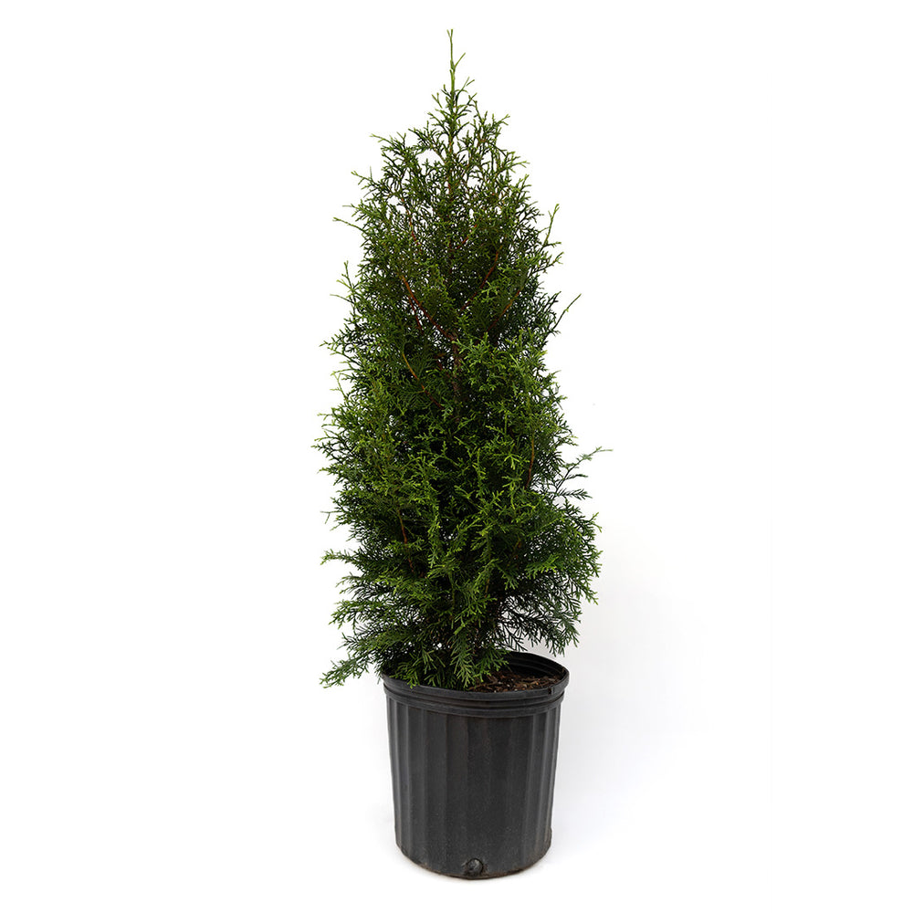 Sugar and Spice™ Thuja