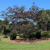 Bloomables® Summer Chocolate Mimosa Tree