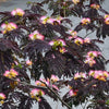 Bloomables® Summer Chocolate Mimosa Tree
