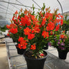 Sun Parasol® FiredUp™ Orange Mandevilla Plant