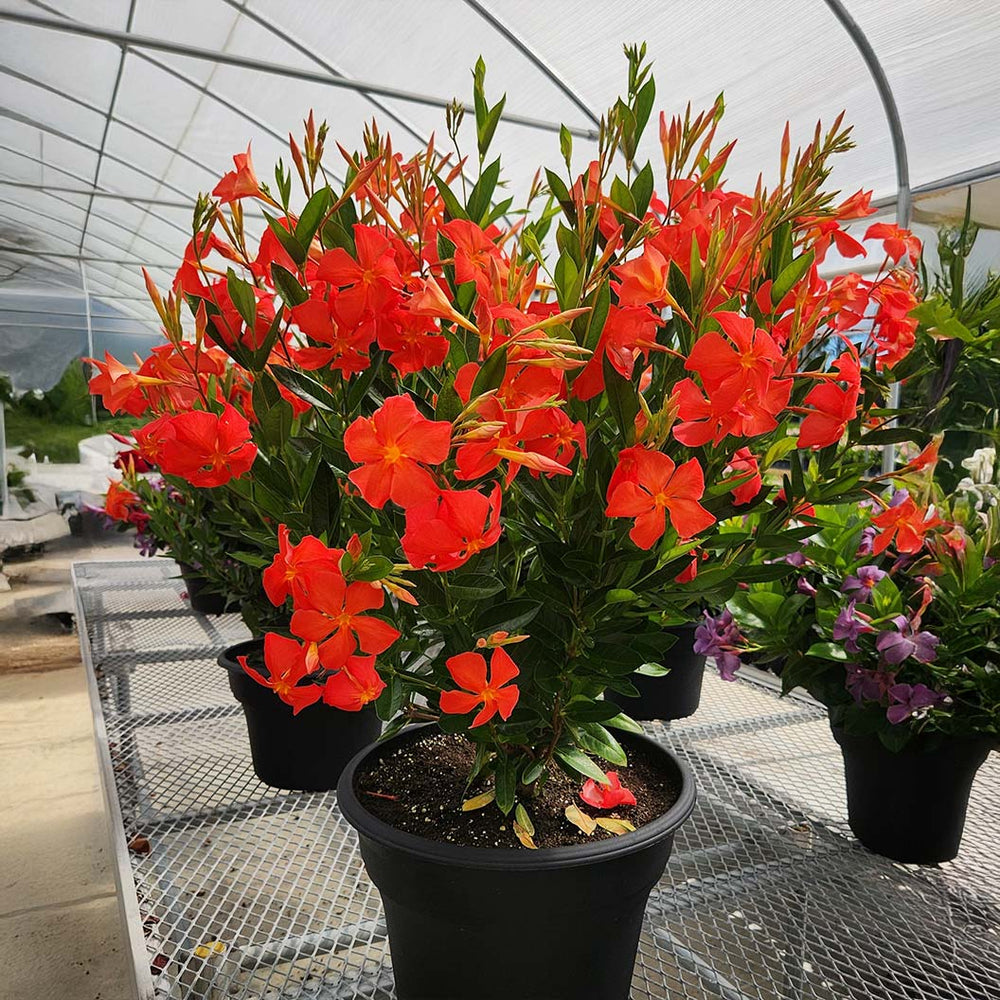 Sun Parasol® FiredUp™ Orange Mandevilla Plant