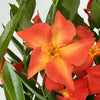 Sun Parasol® FiredUp™ Orange Mandevilla Plant