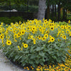 Sunfinity® Single Yellow Sunflower Plant