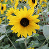 Sunfinity® Single Yellow Sunflower Plant
