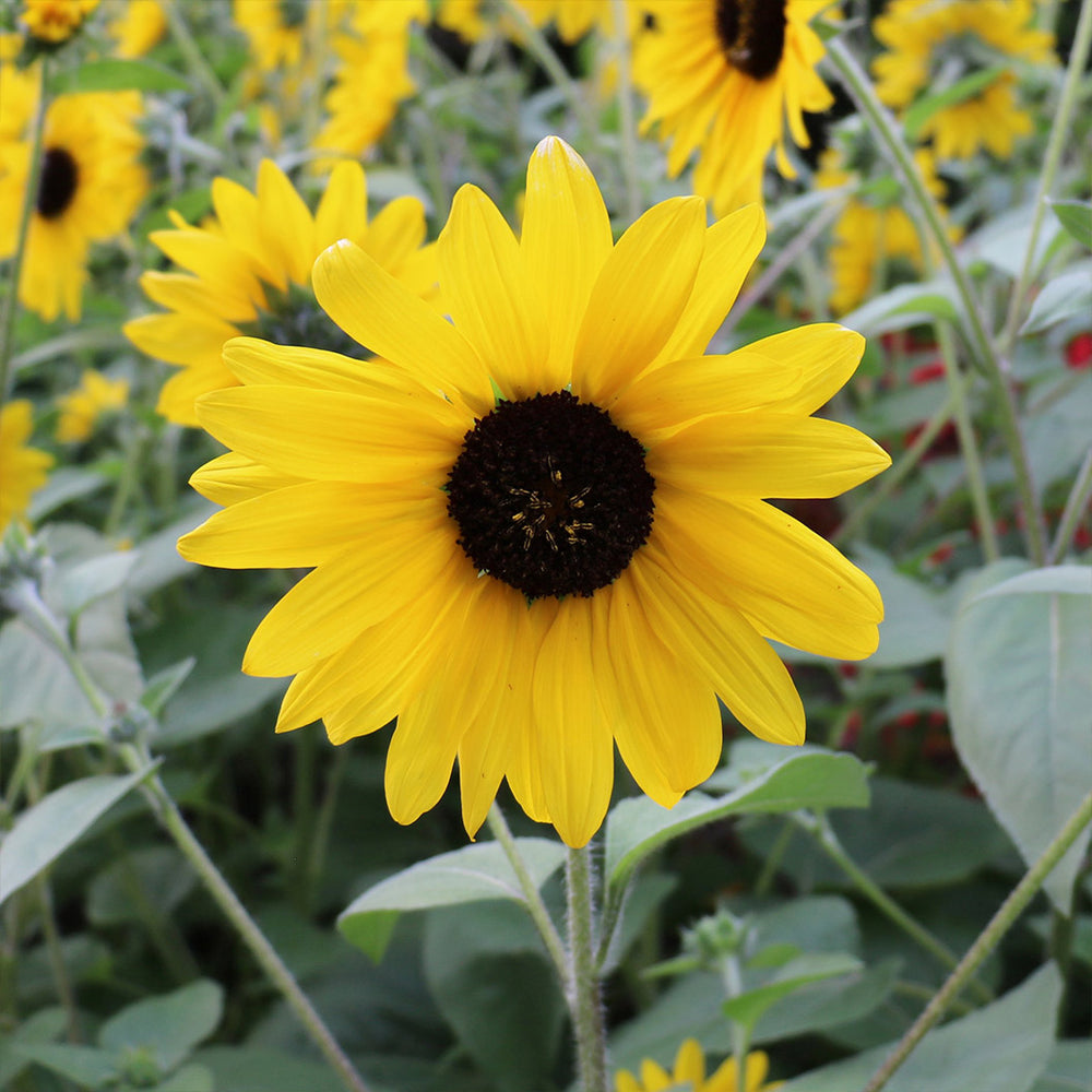 Sunfinity® Single Yellow Sunflower Plant