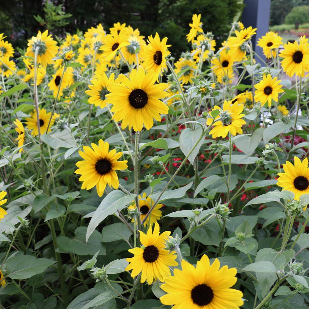 Sunfinity® Single Yellow Sunflower Plant