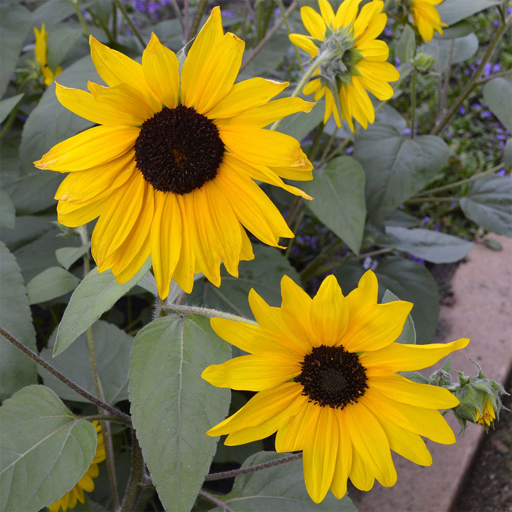 Sunfinity® Single Yellow Sunflower Plant
