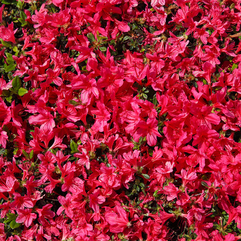 Sunglow Azalea