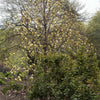 Sunsation Hybrid Magnolia Tree
