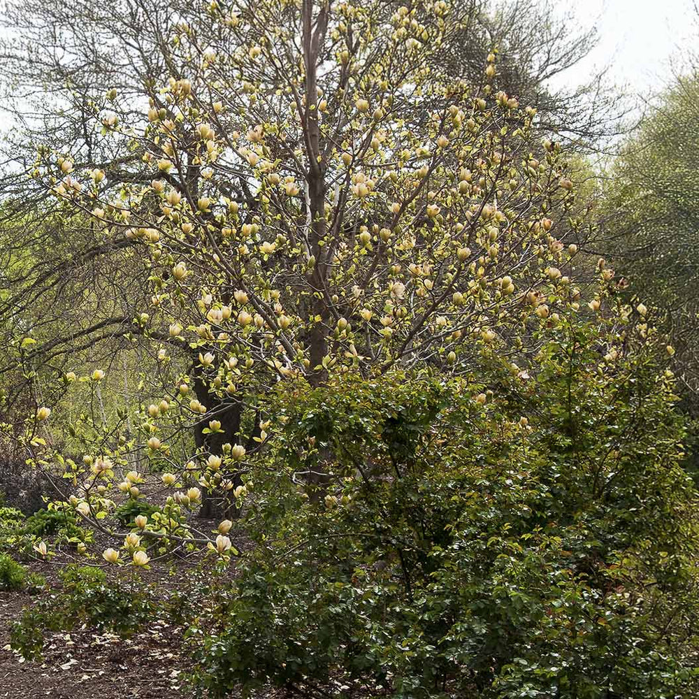 Sunsation Hybrid Magnolia Tree