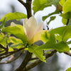 Sunsation Hybrid Magnolia Tree