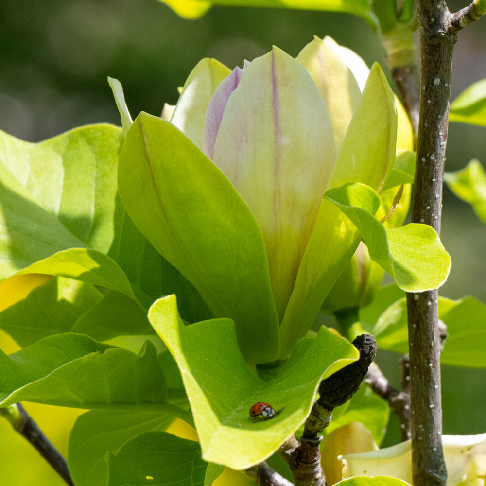 Sunsation Hybrid Magnolia Tree