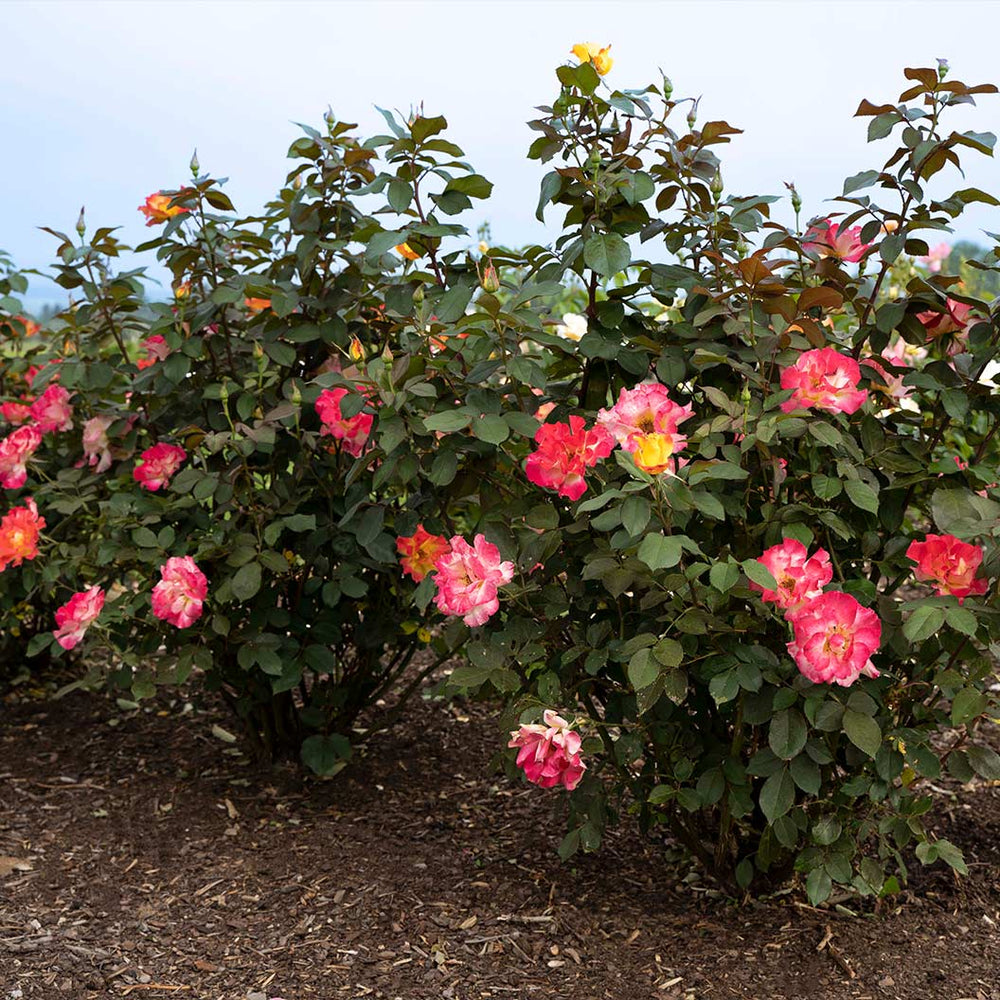 Bloomables® Sunset Horizon Rose
