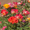 Bloomables® Sunset Horizon Rose