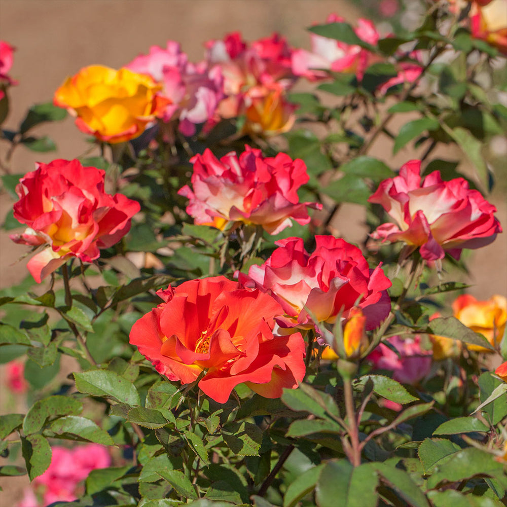 Bloomables® Sunset Horizon Rose