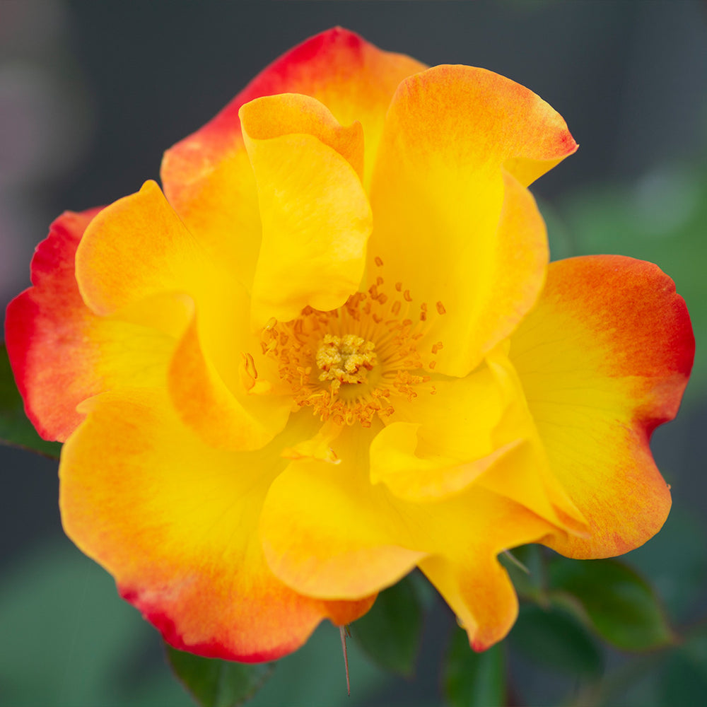 Bloomables® Sunset Horizon Rose