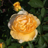 Surfer Girl™ Rose Bush