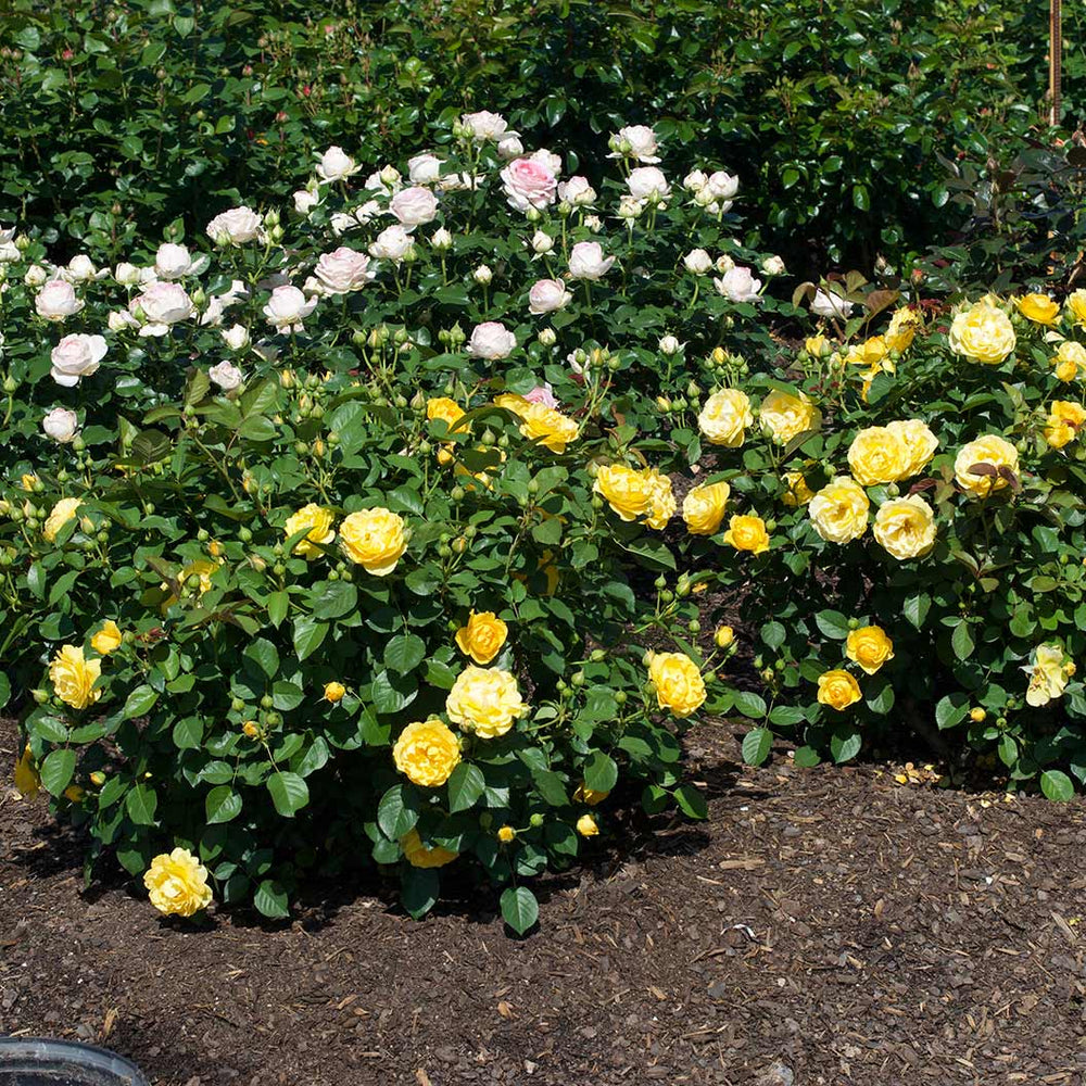 Surfer Girl™ Rose Bush