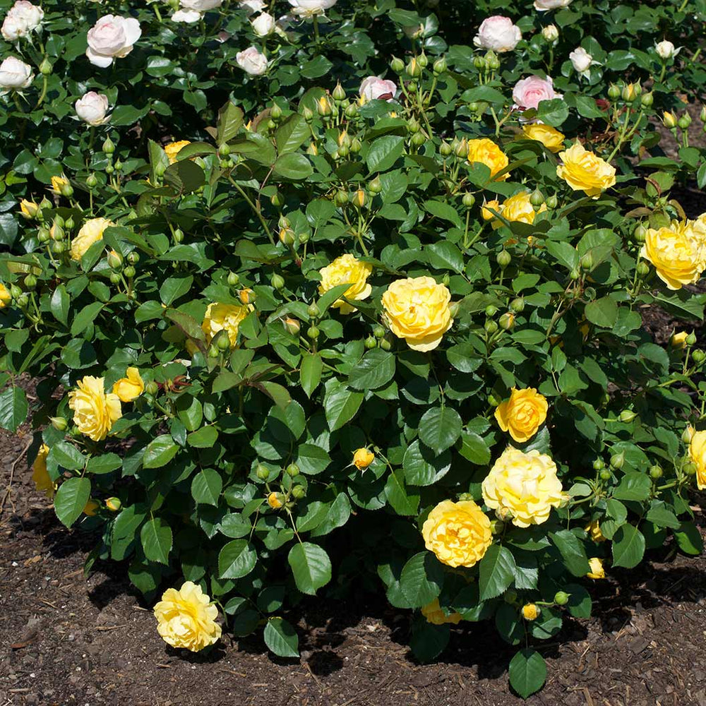 Surfer Girl™ Rose Bush