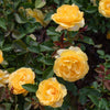 Surfer Girl™ Rose Bush