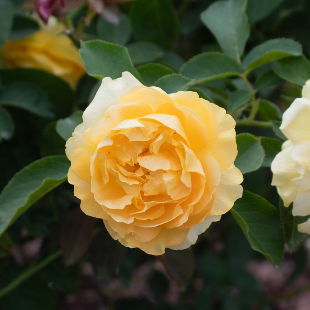 Surfer Girl™ Rose Bush