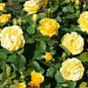 Surfer Girl™ Rose Bush
