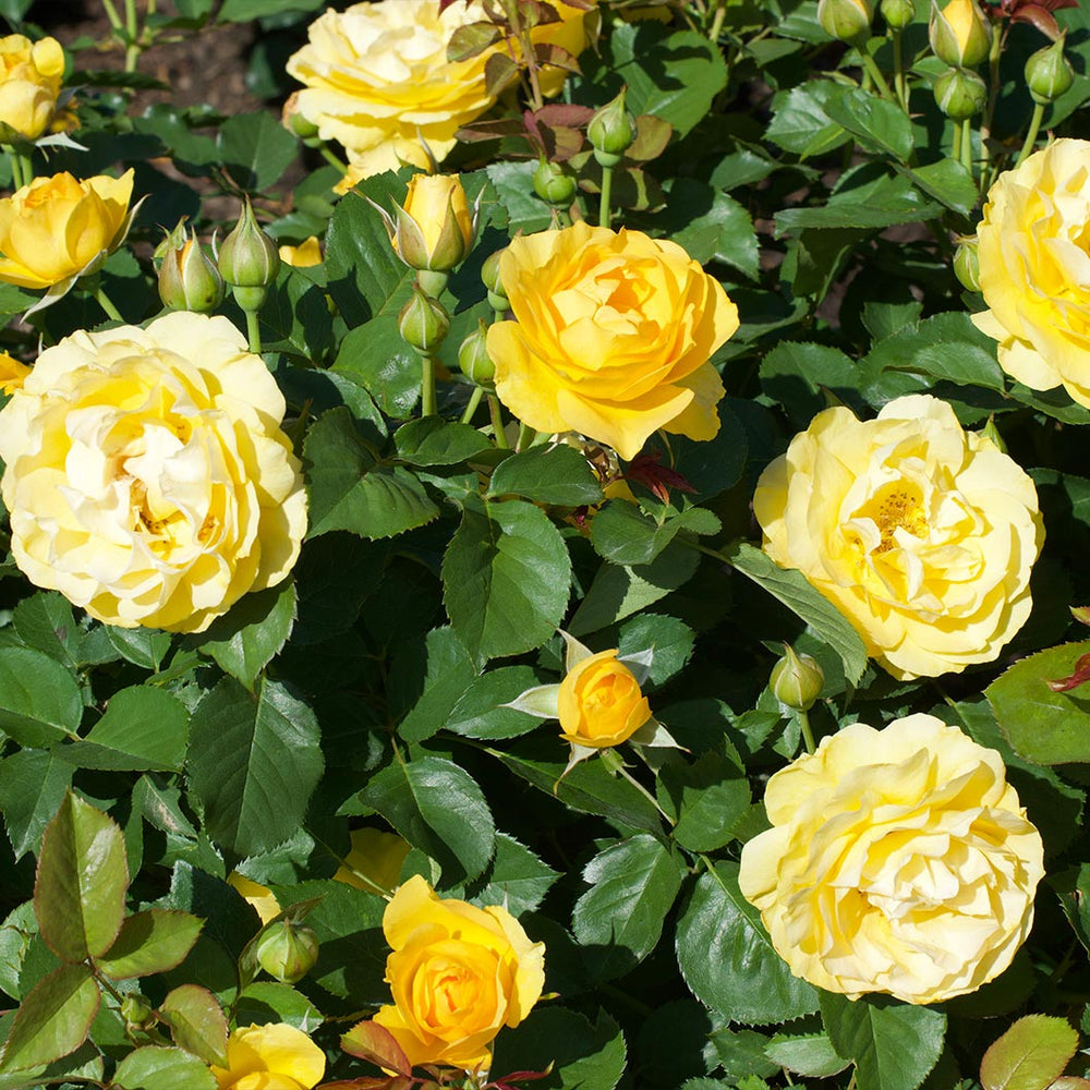 Surfer Girl™ Rose Bush