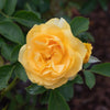 Surfer Girl™ Rose Bush