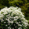 Sweet Autumn Clematis Vine