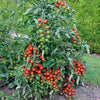 Sweet Tomato Plant