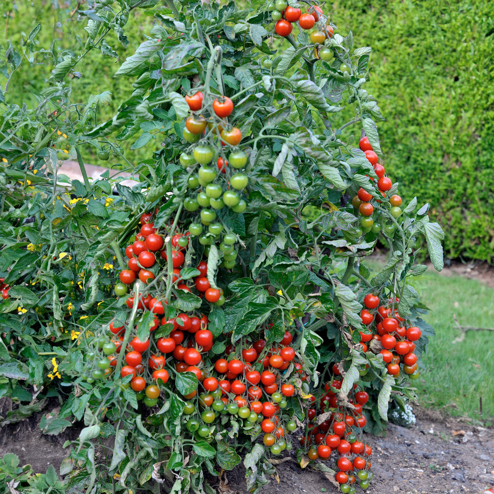 Sweet Tomato Plant