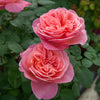 Sweet Mademoiselle Rose