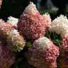 Sweet Starlight™ Hydrangea Tree